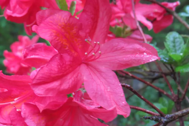 Photo of R. 'Mathilda', Deciduous Azalea Hybrid