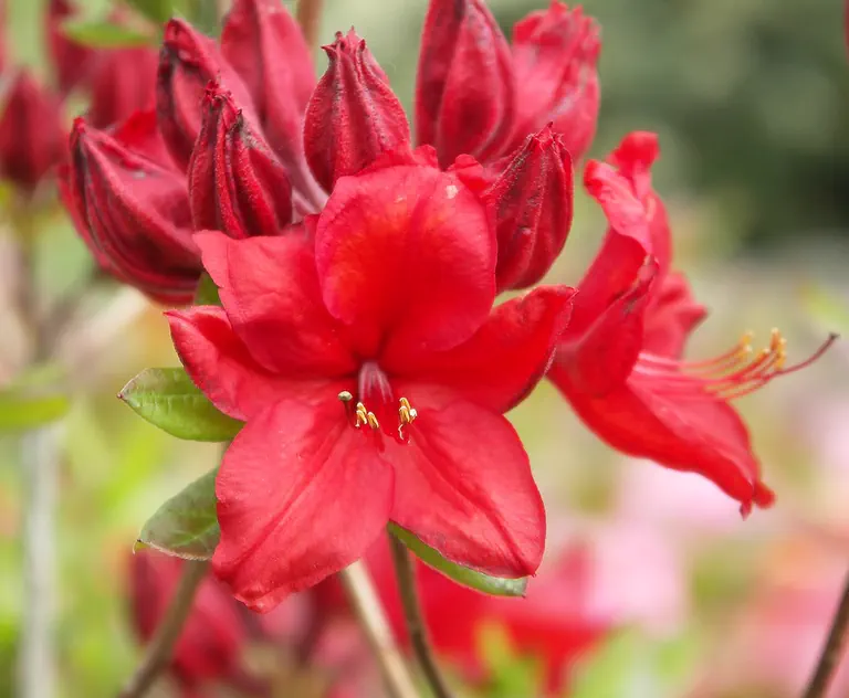 Photo of R. 'Nabucco', Deciduous Azalea Hybrid