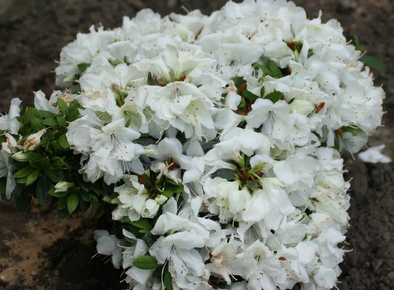 Photo of R. 'Niagara', Evergreen Azalea Hybrid