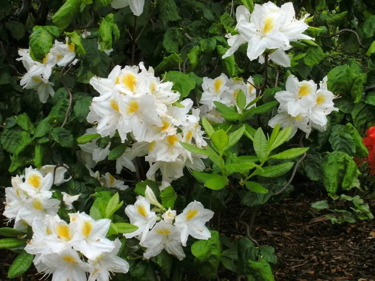 Photo of R. 'Persil', Deciduous Azalea Hybrid