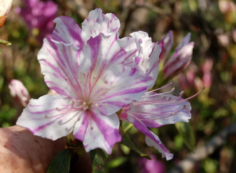 Photo of R. 'Quakeress', Evergreen Azalea Hybrid