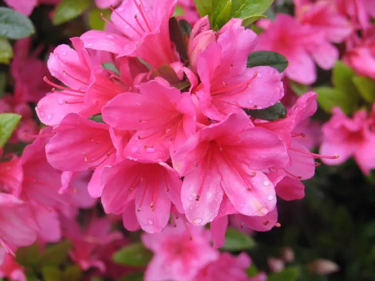 Photo of R. 'Rex', Evergreen Azalea Hybrid