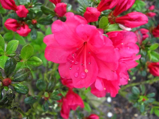Photo of R. 'Hachmann's Rokoko', Evergreen Azalea Hybrid