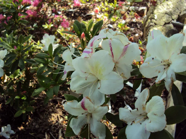 Photo of R. 'Satyr', Evergreen Azalea Hybrid