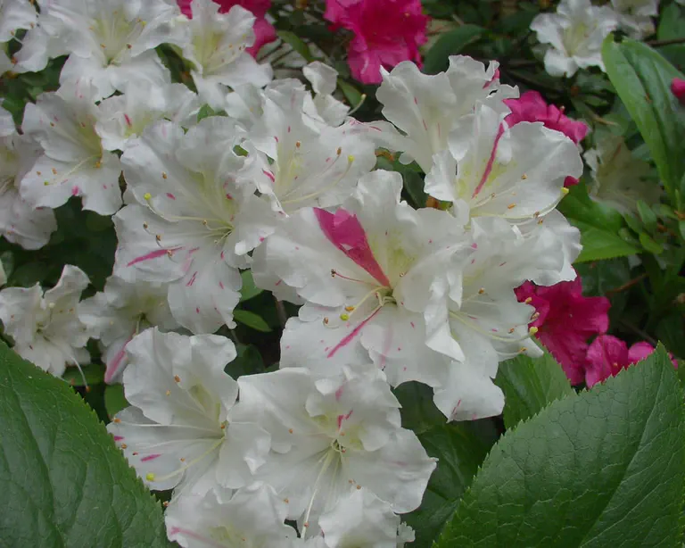 Photo of R. 'Shimmer', Evergreen Azalea Hybrid