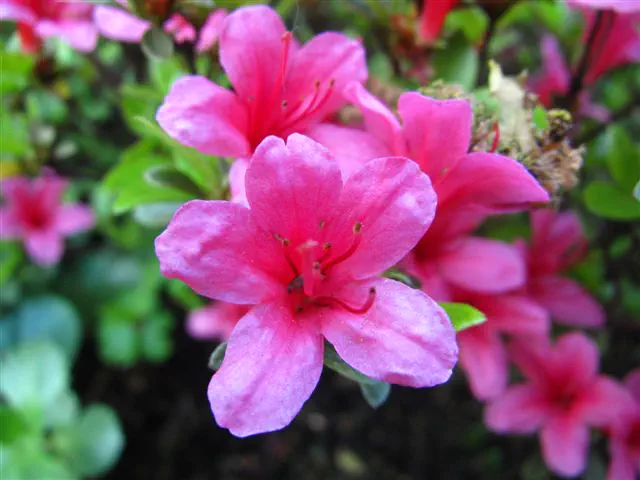 Photo of R. 'Silvester', Evergreen Azalea Hybrid
