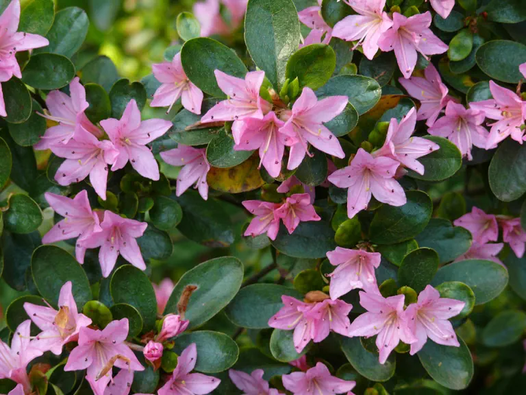 Photo of R. 'Takasago', Evergreen Azalea Hybrid