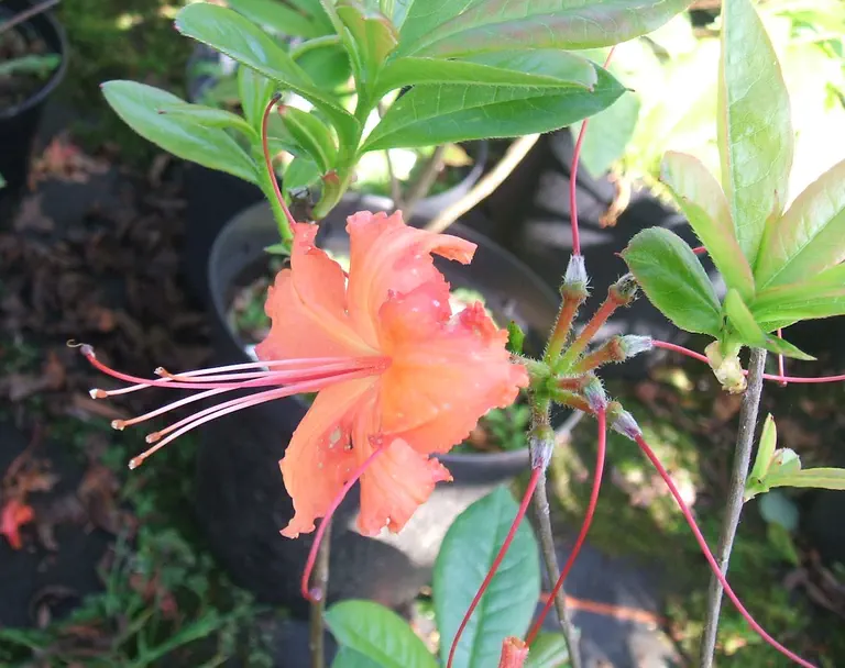 Photo of R. 'Tangiers', Deciduous Azalea Hybrid