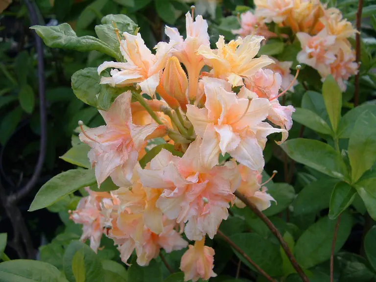 Photo of R. 'Teniers', Deciduous Azalea Hybrid