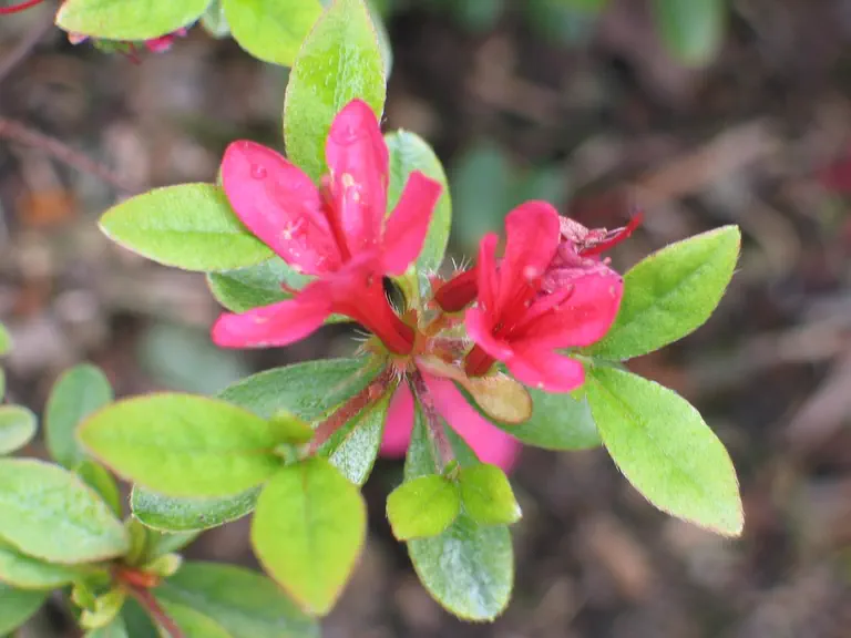 Photo of R. 'Thierry', Azalea Hybrid