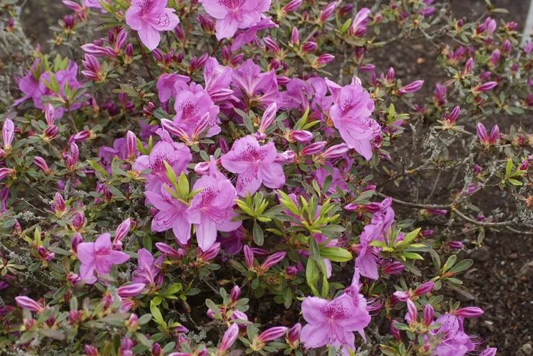 Photo of R. 'Viking', Evergreen Azalea Hybrid