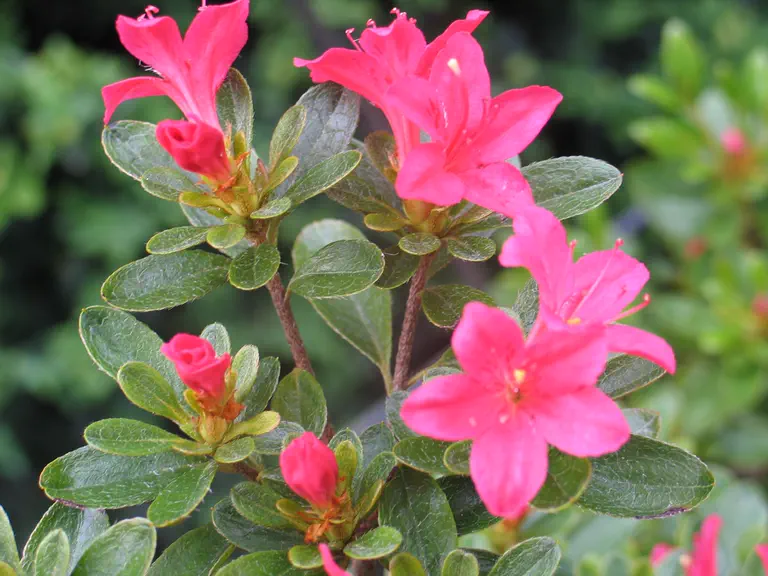 Photo of R. 'Waka-kayede', Evergreen Azalea Hybrid