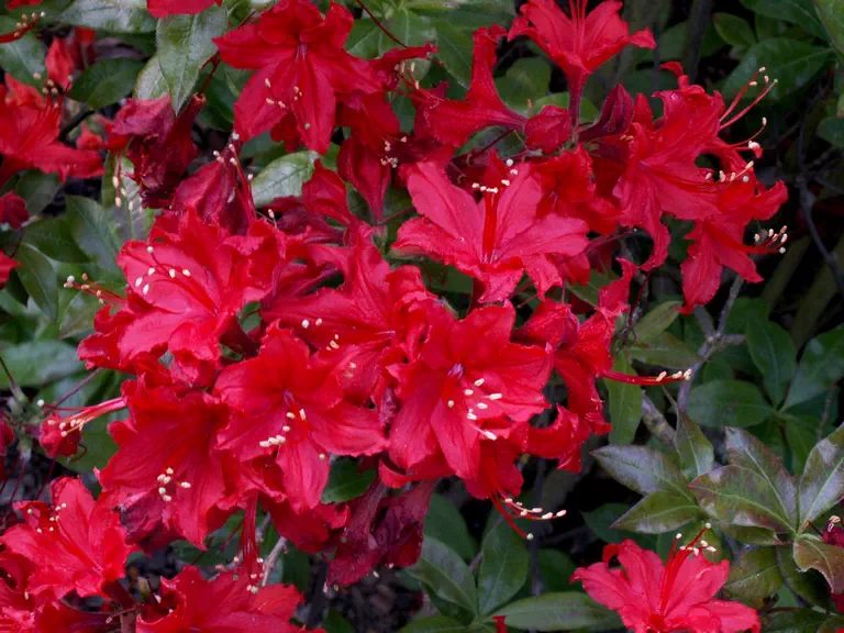 Photo of R. 'Wallowa Red', Deciduous Azalea Hybrid