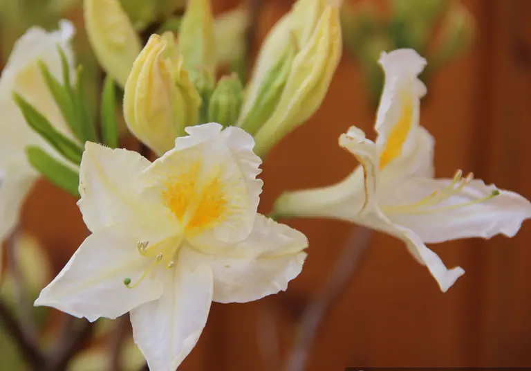 Photo of R. 'Wansbeck', Deciduous Azalea Hybrid