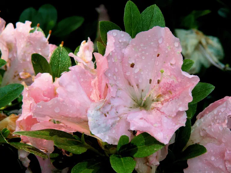 Photo of R. 'Watchet', Evergreen Azalea Hybrid