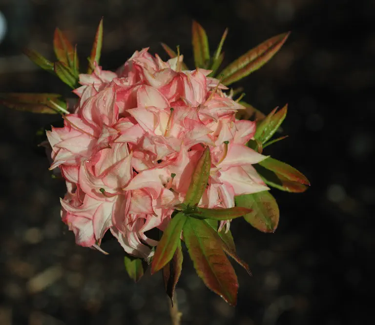 Photo of R. 'Wedding Bouquet', Deciduous Azalea Hybrid
