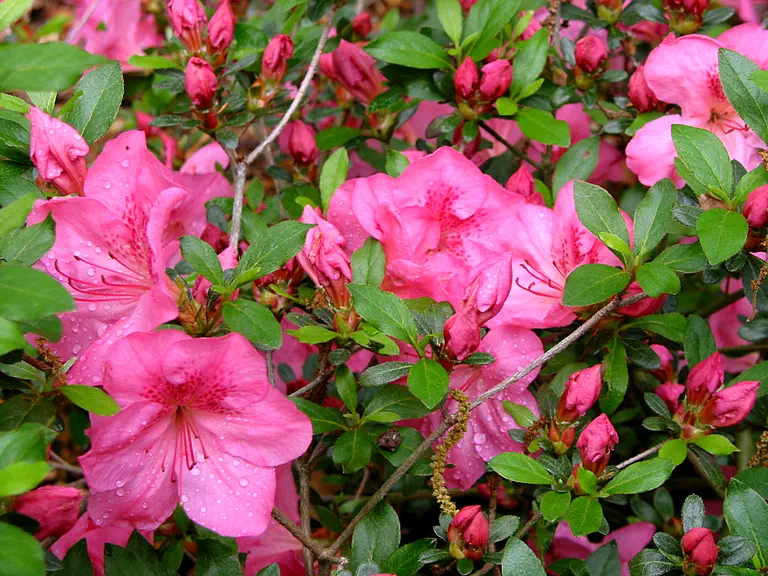 Photo of R. 'Welmet', Evergreen Azalea Hybrid