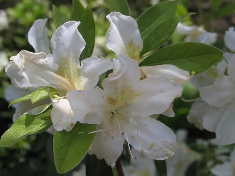Photo of R. 'White Lady', Evergreen Azalea Hybrid