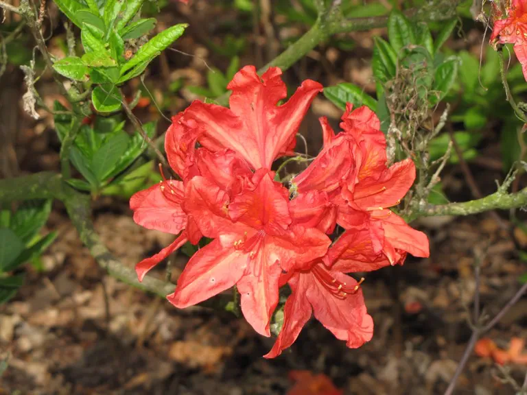 Photo of R. 'Willem Hardijzer', Deciduous Azalea Hybrid