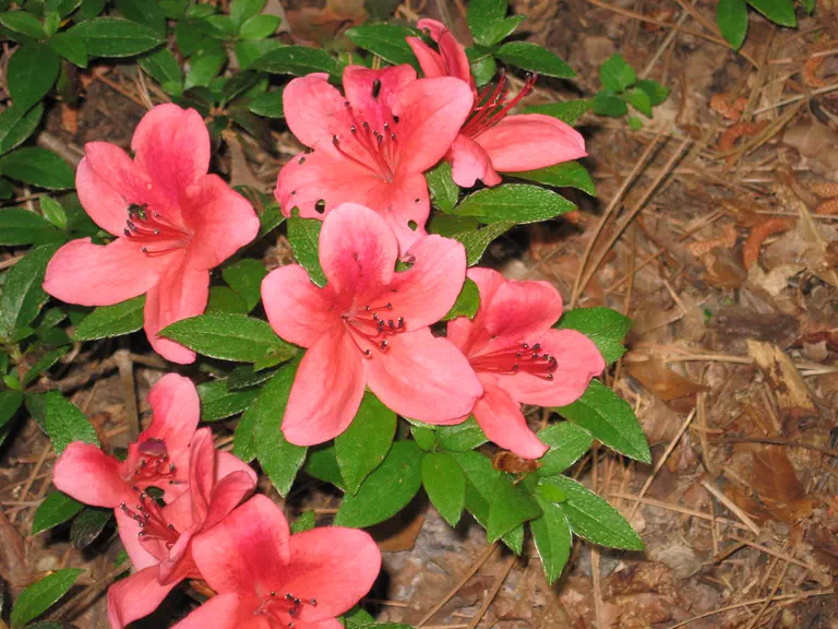 Photo of R. 'Wintergreen', Evergreen Azalea Hybrid