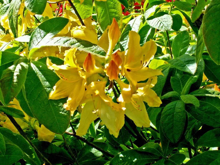 Photo of R. 'Wryneck', Deciduous Azalea Hybrid
