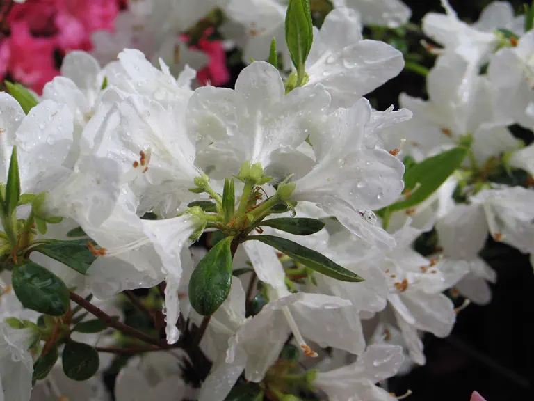 Photo of R. 'Schneewittchen', Evergreen Azalea Hybrid
