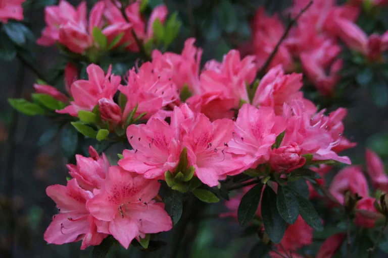 Photo of R. 'Blaauw's Pink', Evergreen Azalea Hybrid