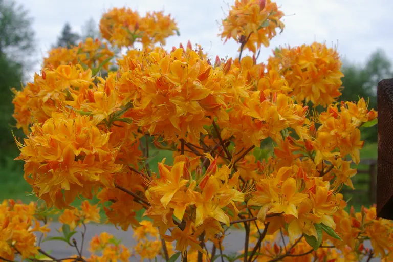 Photo of R. 'Golden Lights', Deciduous Azalea Hybrid
