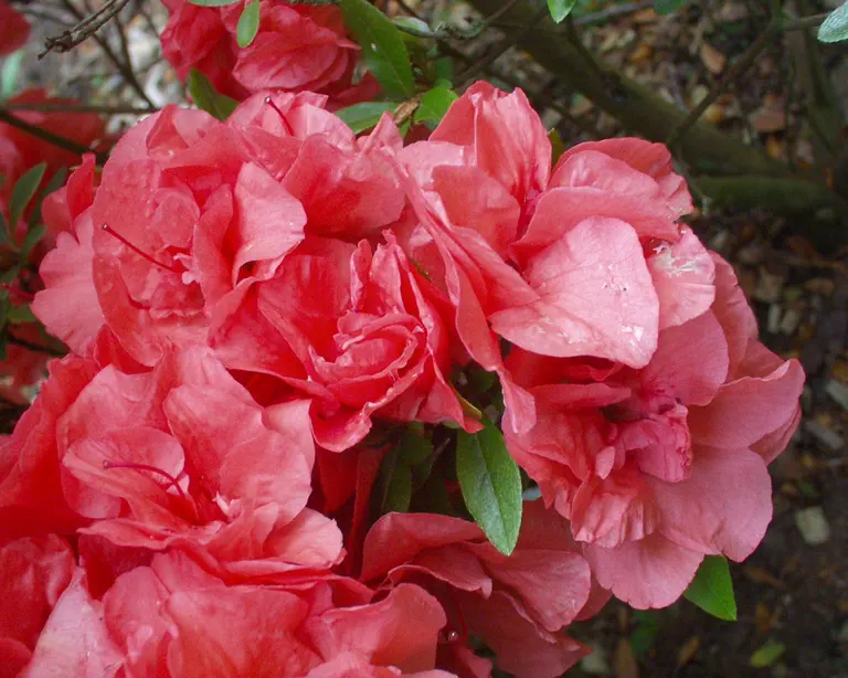 Photo of R. 'Cherie', Evergreen Azalea Hybrid