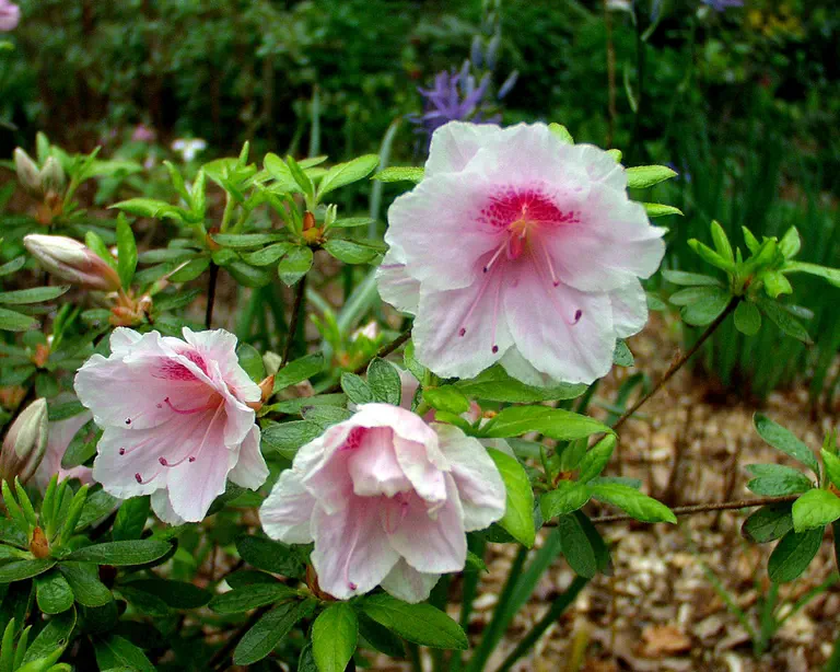 Photo of R. 'Ho-oden', Evergreen Azalea Hybrid