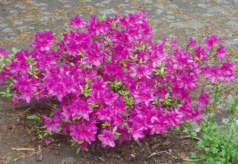 Photo of R. 'Robin Hill Congo', Evergreen Azalea Hybrid