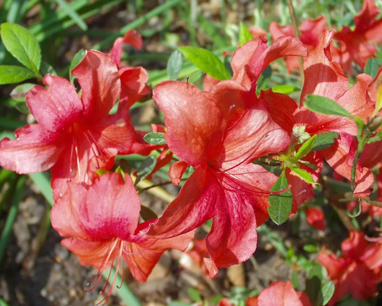 Photo of R. 'Turk's Cap', Evergreen Azalea Hybrid