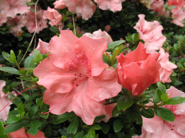 Photo of R. 'Hilda Niblett', Evergreen Azalea Hybrid