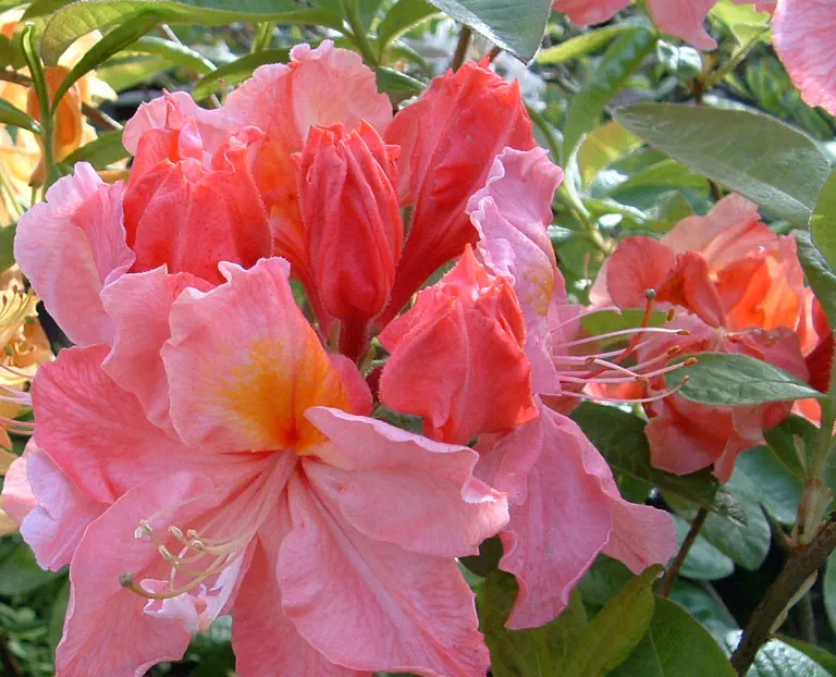 Photo of R. 'Cecile', Deciduous Azalea Hybrid