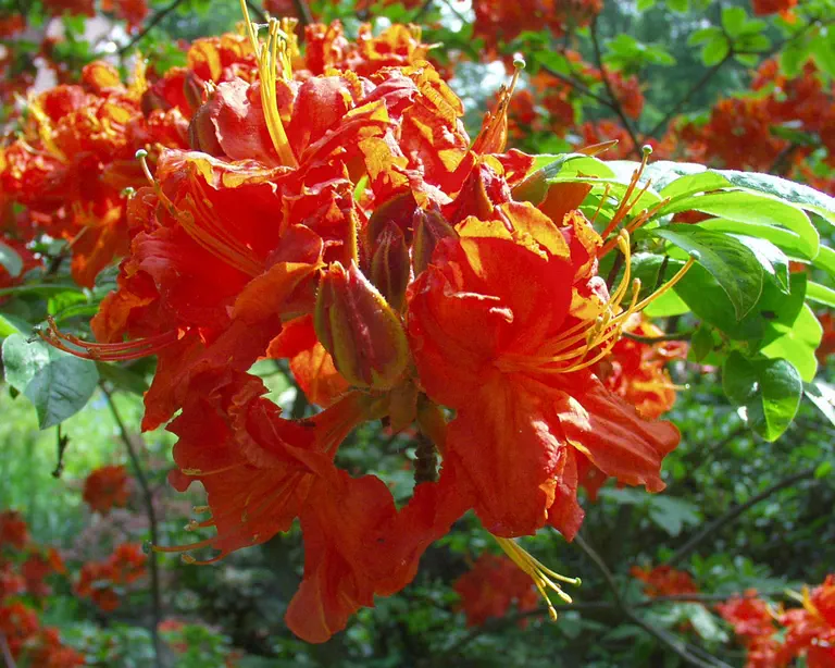 Photo of R. 'Royal Command', Deciduous Azalea Hybrid