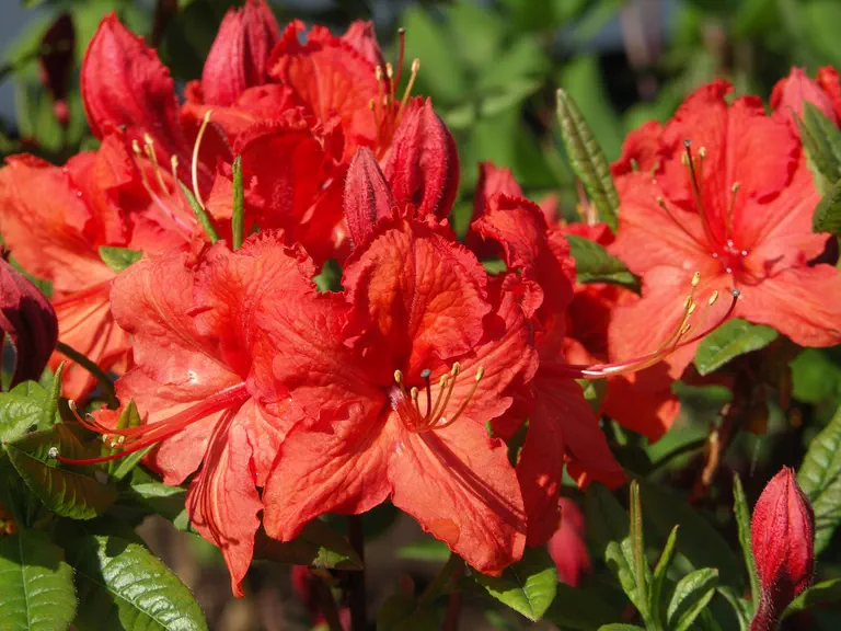 Photo of R. 'Satan', Deciduous Azalea Hybrid