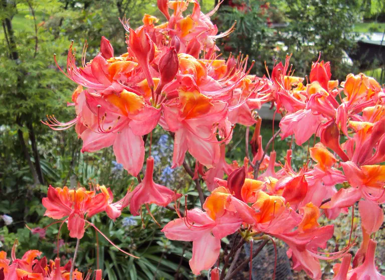 Photo of R. 'Tunis', Deciduous Azalea Hybrid