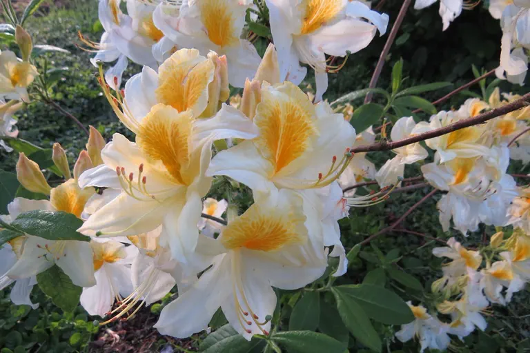 Photo of R. 'Toucan', Deciduous Azalea Hybrid