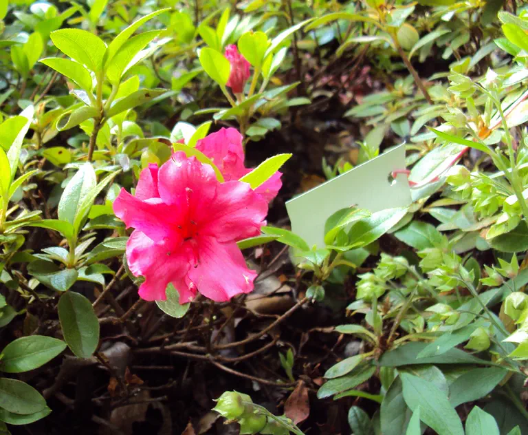 Photo of R. 'Hexe', Evergreen Azalea Hybrid