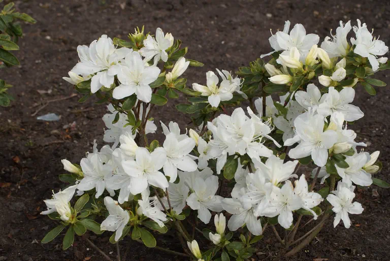 Photo of R. 'Desiree', Evergreen Azalea Hybrid