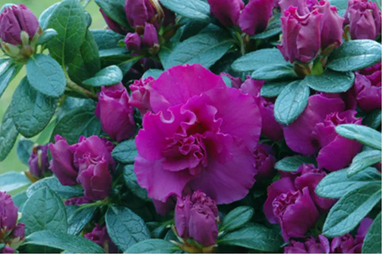Photo of R. 'Flamenco', Evergreen Azalea Hybrid