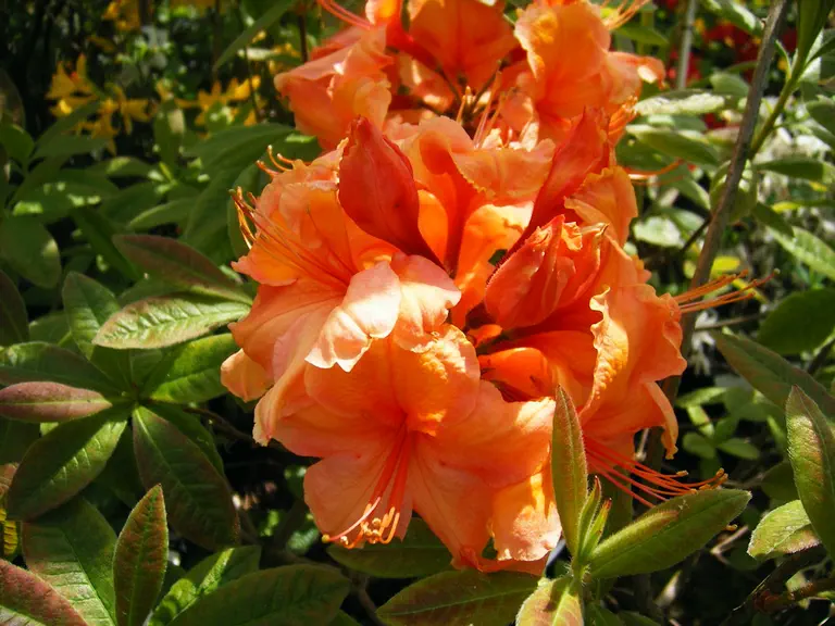 Photo of R. 'Dart', Deciduous Azalea Hybrid