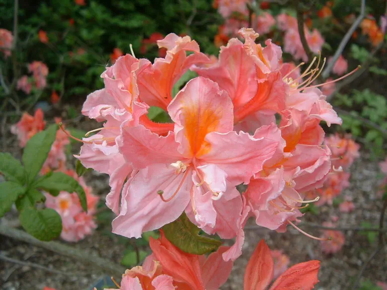 Photo of R. 'Derwent', Deciduous Azalea Hybrid