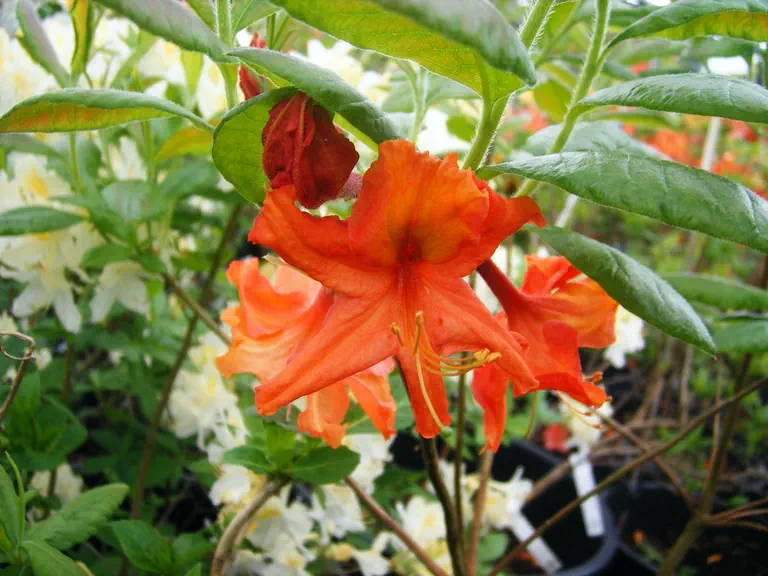 Photo of R. 'Diabolo', Deciduous Azalea Hybrid