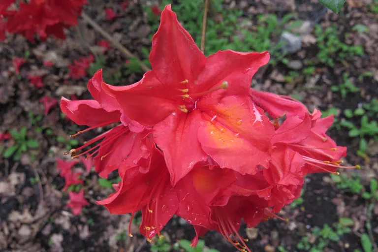 Photo of R. 'Diorama', Deciduous Azalea Hybrid