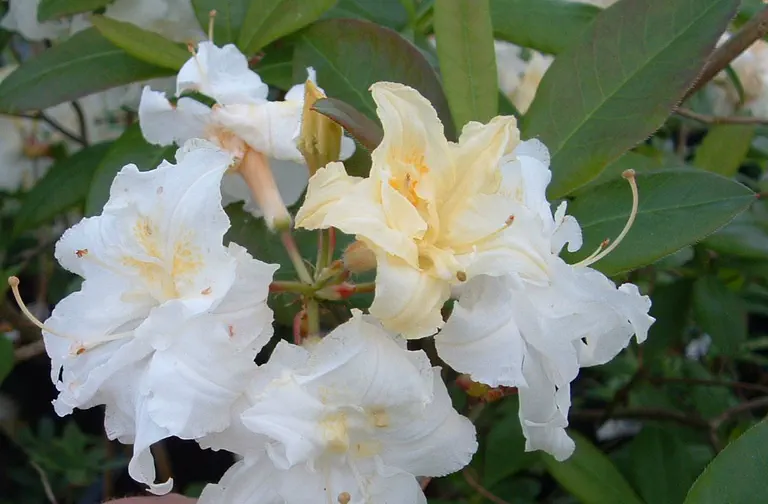 Photo of R. 'Double Damask', Deciduous Azalea Hybrid