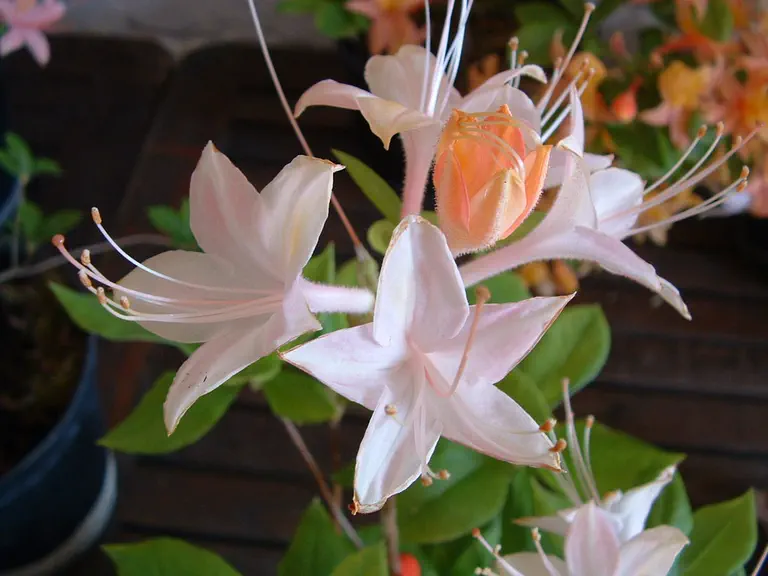 Photo of R. 'Alice Waterer', Azalea Hybrid