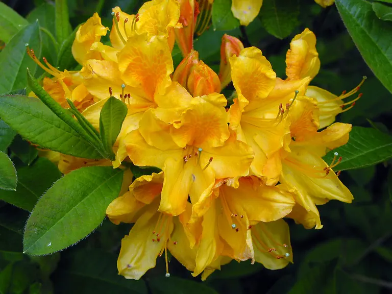 Photo of R. 'Altaclarense', Deciduous Azalea Hybrid