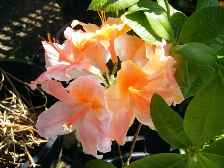 Photo of R. 'Amber Rain', Deciduous Azalea Hybrid