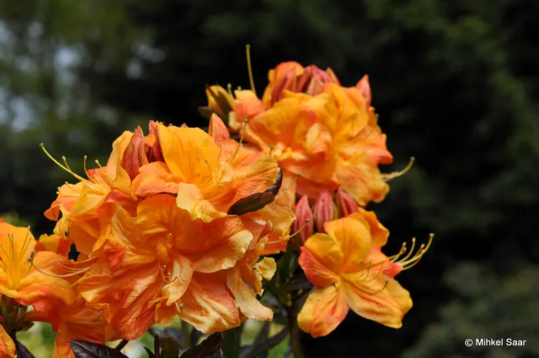 Photo of R. 'Annabella', Deciduous Azalea Hybrid